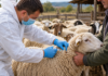 Vaccinare de urgență pentru oi și capre în județul Olt. Ce obligații au crescătorii de animale